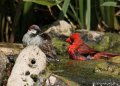 Cardinal and 2 House Sparrows